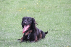 Millie