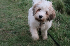 Pablo Playing