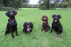 The Crew
