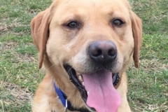Tomas