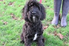 Ziggy - Puppy Trg