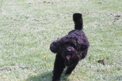 Ziggy